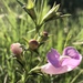 Agalinis heterophylla - Photo (c) michaelhunter,  זכויות יוצרים חלקיות (CC BY-NC)