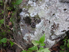Tachypodoiulus niger