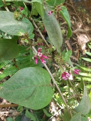 Cestrum elegans