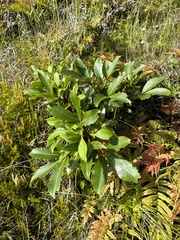 Pseudopanax colensoi