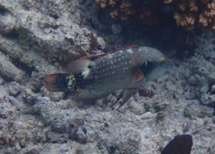 Cheilinus chlorourus