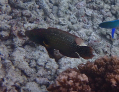 Cheilinus chlorourus