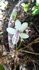 Pseuderanthemum variabile