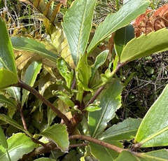 Pseudopanax colensoi