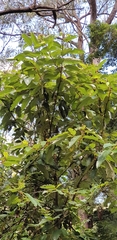 Alphitonia excelsa