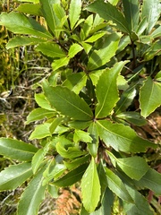 Pseudopanax colensoi
