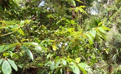 Alphitonia excelsa