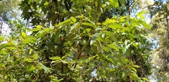 Alphitonia excelsa
