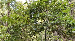 Alphitonia excelsa