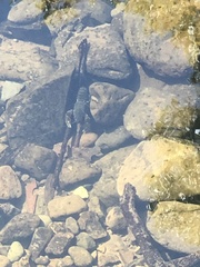 Cherax quadricarinatus