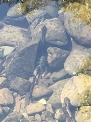 Cherax quadricarinatus