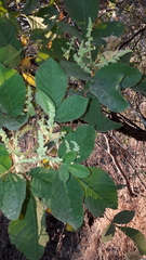 Bursera excelsa