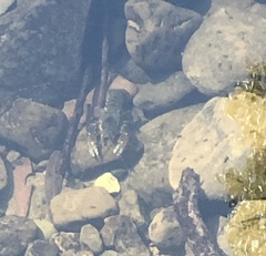 Cherax quadricarinatus