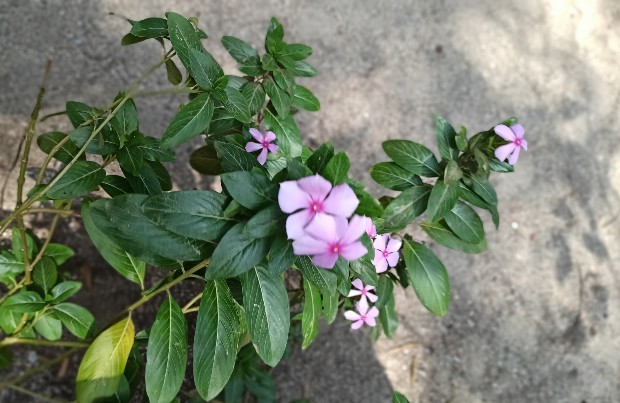 Catharanthus roseus (L.) G.Don