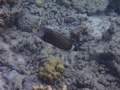 Novaculichthys taeniourus