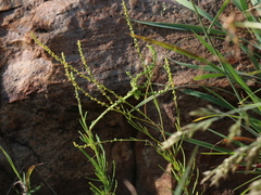 Lophiocarpus tenuissimus