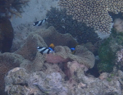 Stichodactyla mertensii