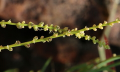Lophiocarpus tenuissimus
