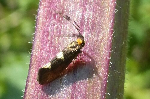 Incurvaria masculella