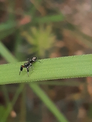 Myrmarachnini