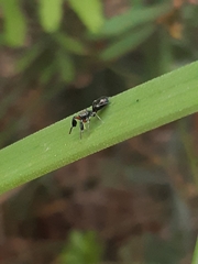 Myrmarachnini