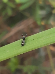 Myrmarachnini