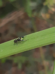 Myrmarachnini