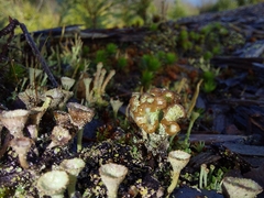 Cladonia cryptochlorophaea