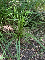Carex uncinata