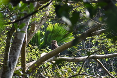 Ketupa zeylonensis