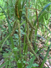 Carex uncinata