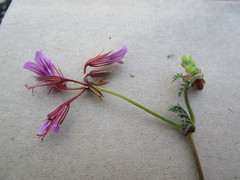 Pelargonium multicaule