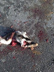 Lepus californicus asellus