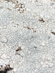 Lecanora rupicola