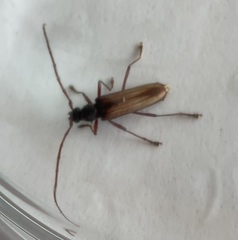 Xystrocera virescens