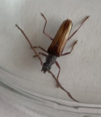 Xystrocera virescens