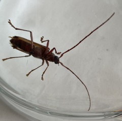 Xystrocera virescens