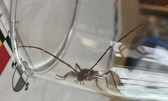 Xystrocera virescens