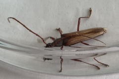 Xystrocera virescens