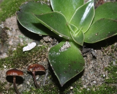 Dudleya lanceolata