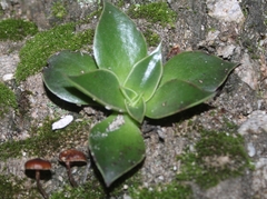 Dudleya lanceolata