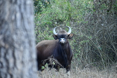 Bos gaurus