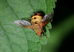 Dejeania bombylans