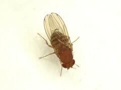 Drosophila immigrans