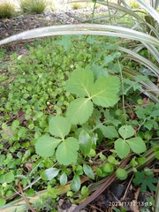 Angelica gigas