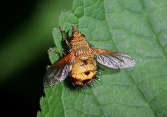 Dejeania bombylans