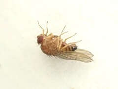 Drosophila immigrans