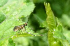 Micropterix aruncella