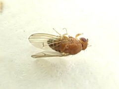 Drosophila immigrans