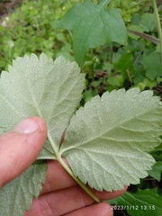 Angelica gigas